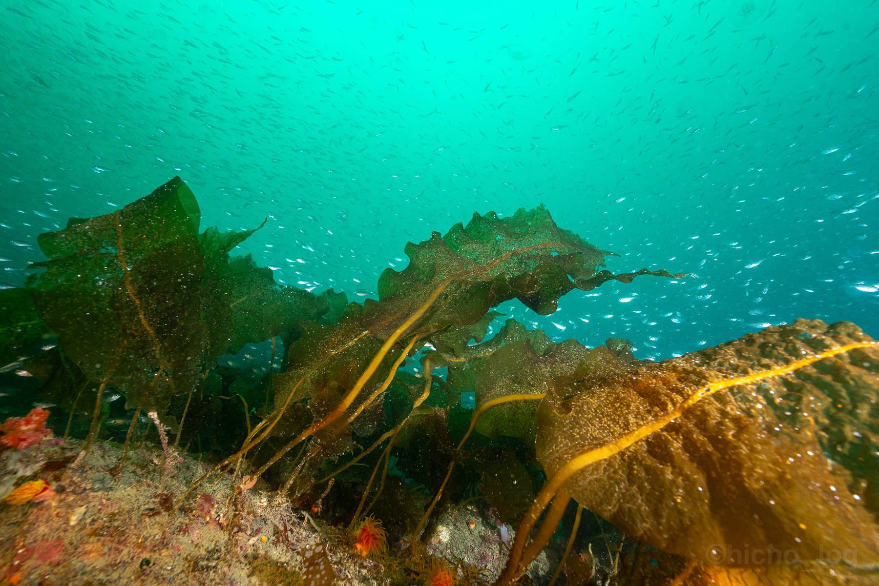 ヒロメの森と、舞い続ける小魚たち。同じ中平瀬とは思えない景色