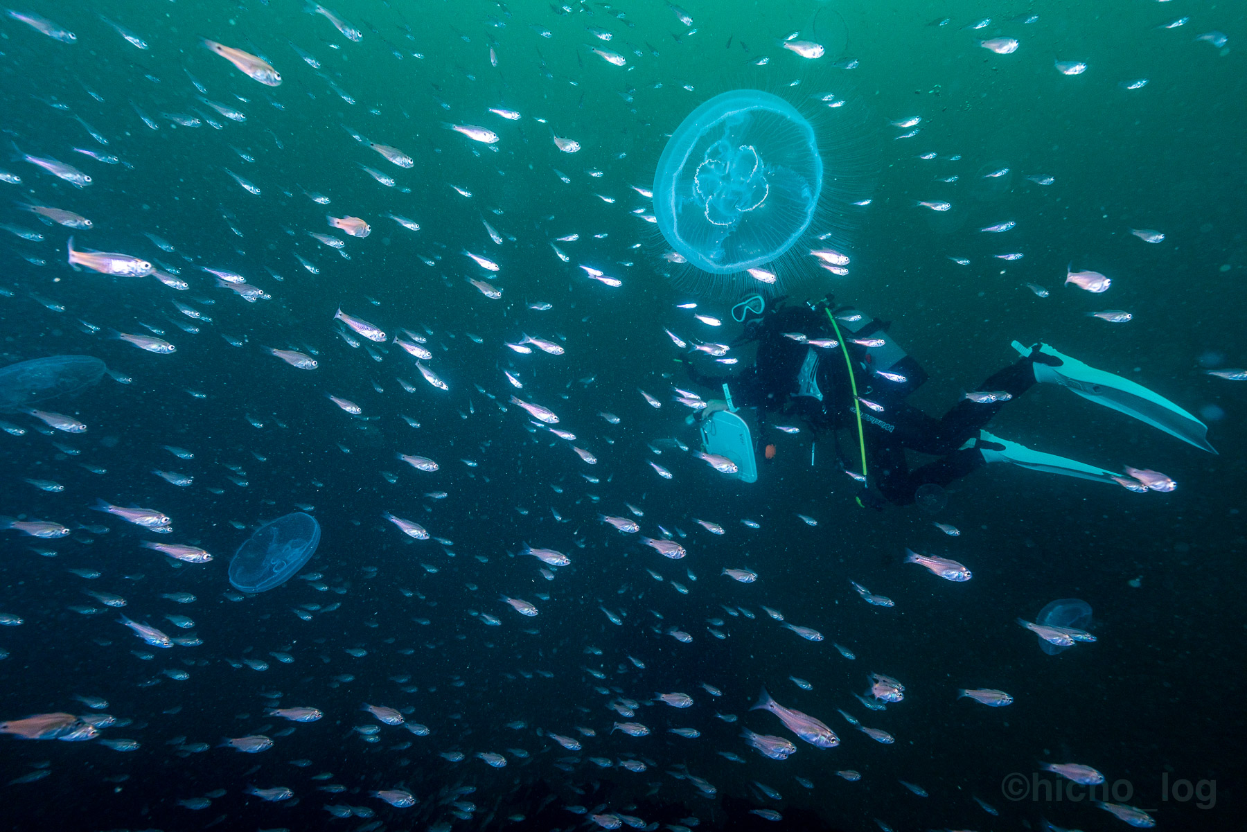 ダイバー × ミズクラゲ × 小魚の群れ。普段なら別々のシーンが、1フレームに収まる