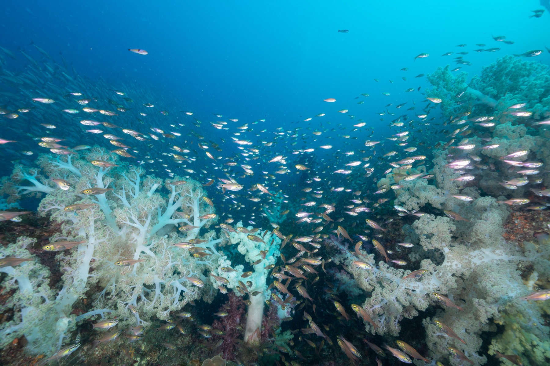 ソフトコーラルと無数の小魚。画面のどこを切り取っても主役級