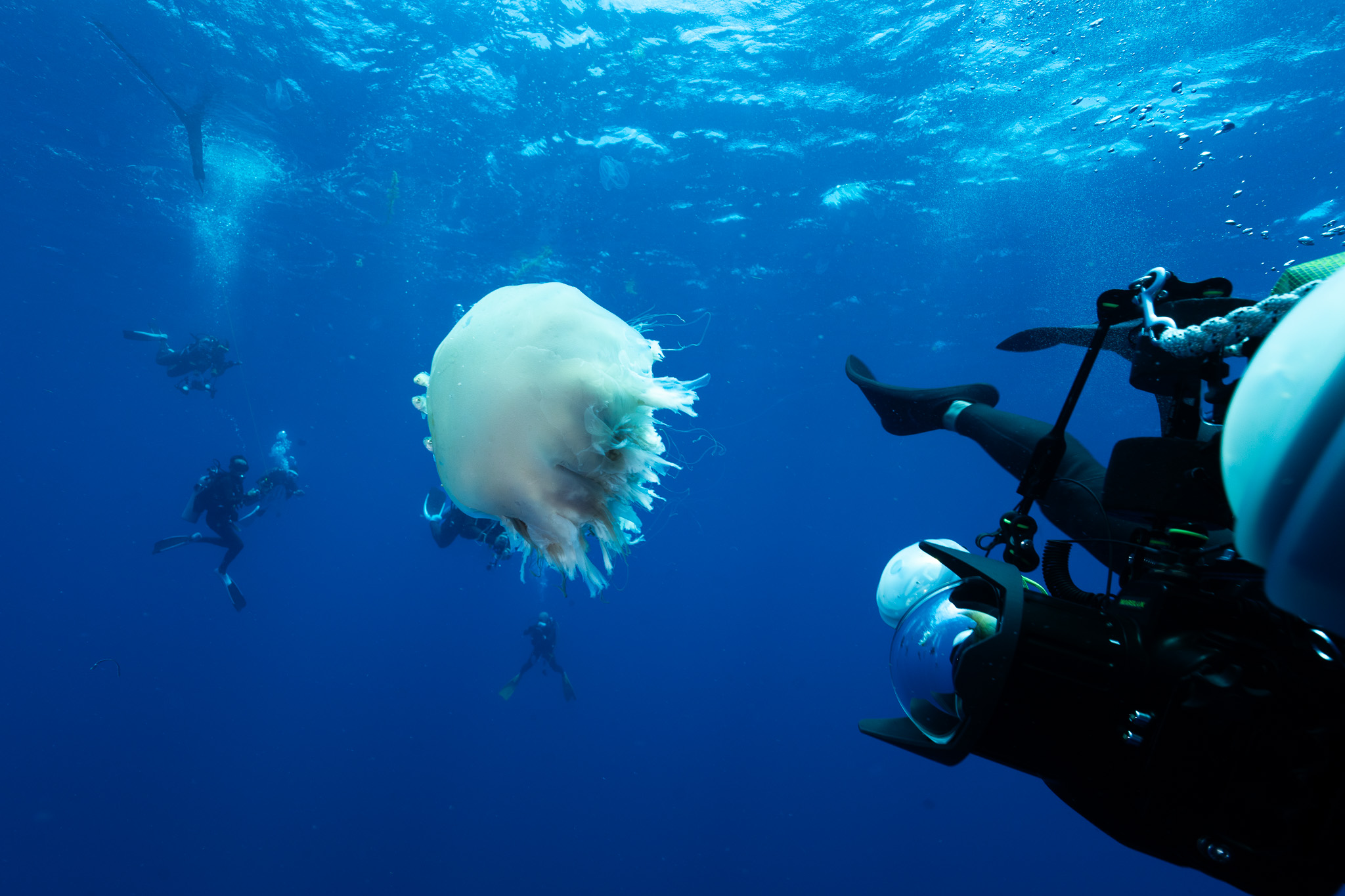 漂う大型クラゲ。玄界灘の海は、南国とは違う"異物感"がある