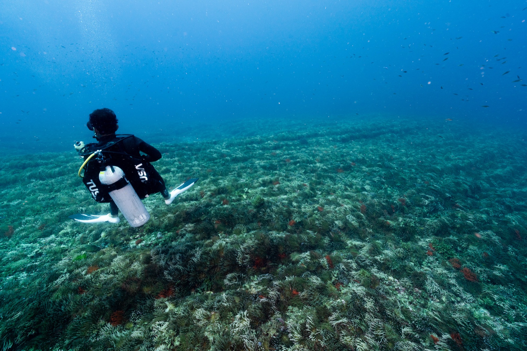 一面の海藻の上を進むバディ。この景色、沖縄ではなかなか見られない