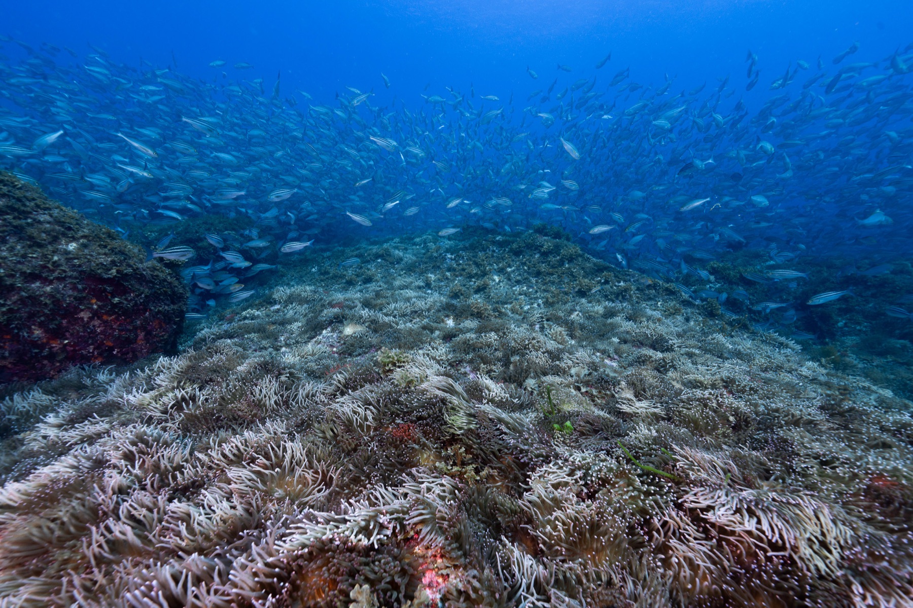 海底のイソギンチャク畑の上を覆うイサキの群れ。これでもまだ"序章"