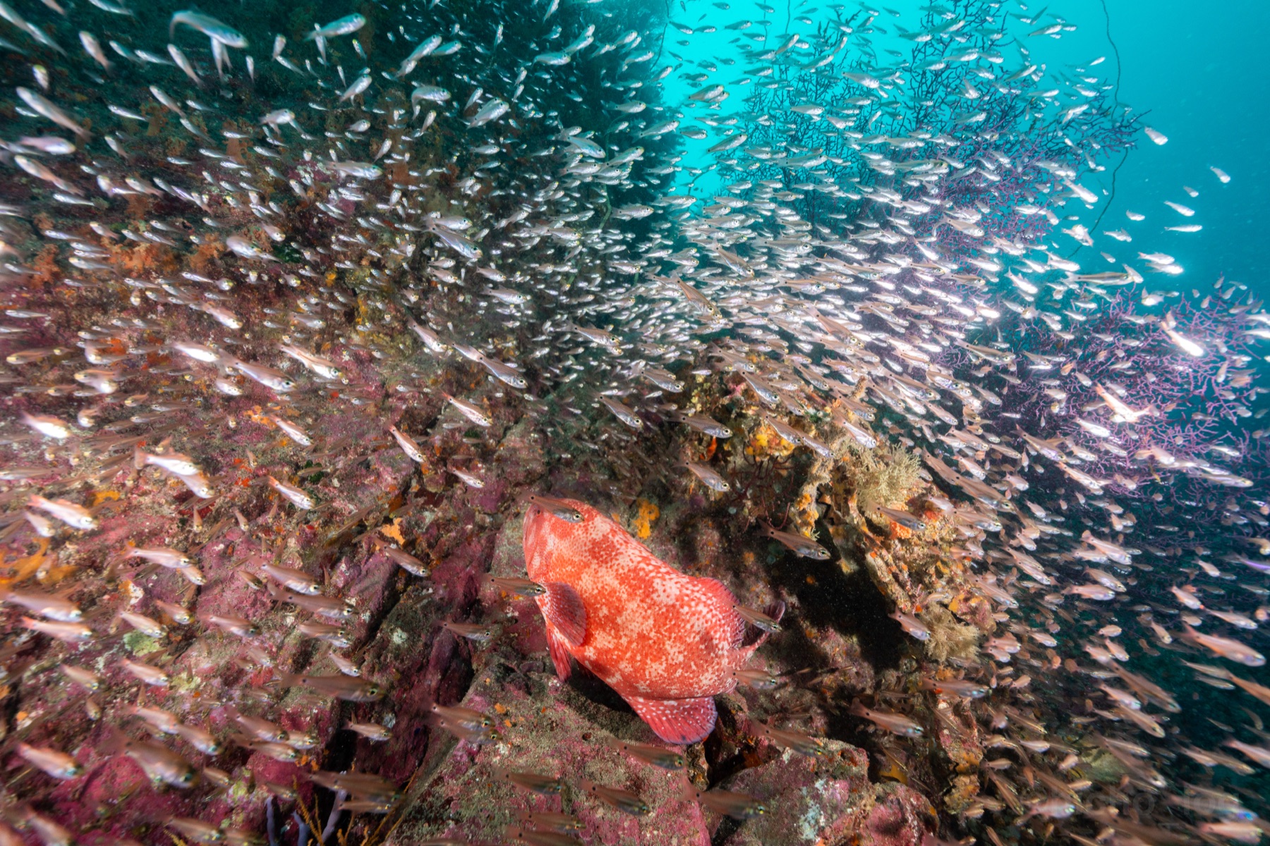 ピンクのハタと銀色の魚群、奥には赤いサンゴ。ストロボが本来の色を引き出す