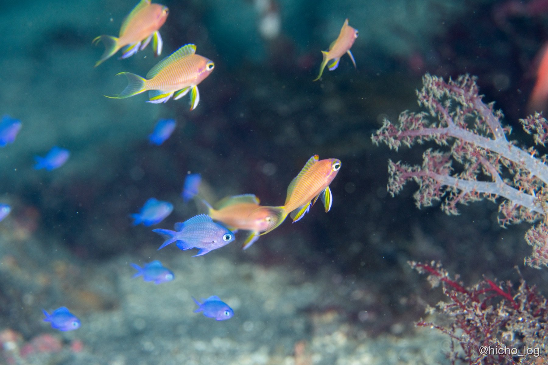 オレンジと青のカラフルな熱帯魚と、ピンクサンゴの組み合わせ