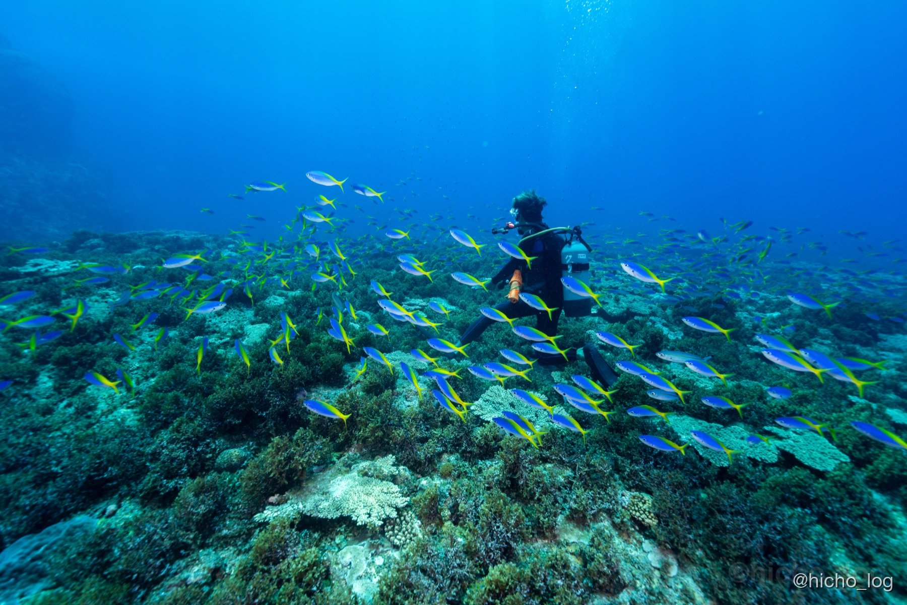 黄色と青の魚群とサンゴ礁、奥にはダイバーのシルエット