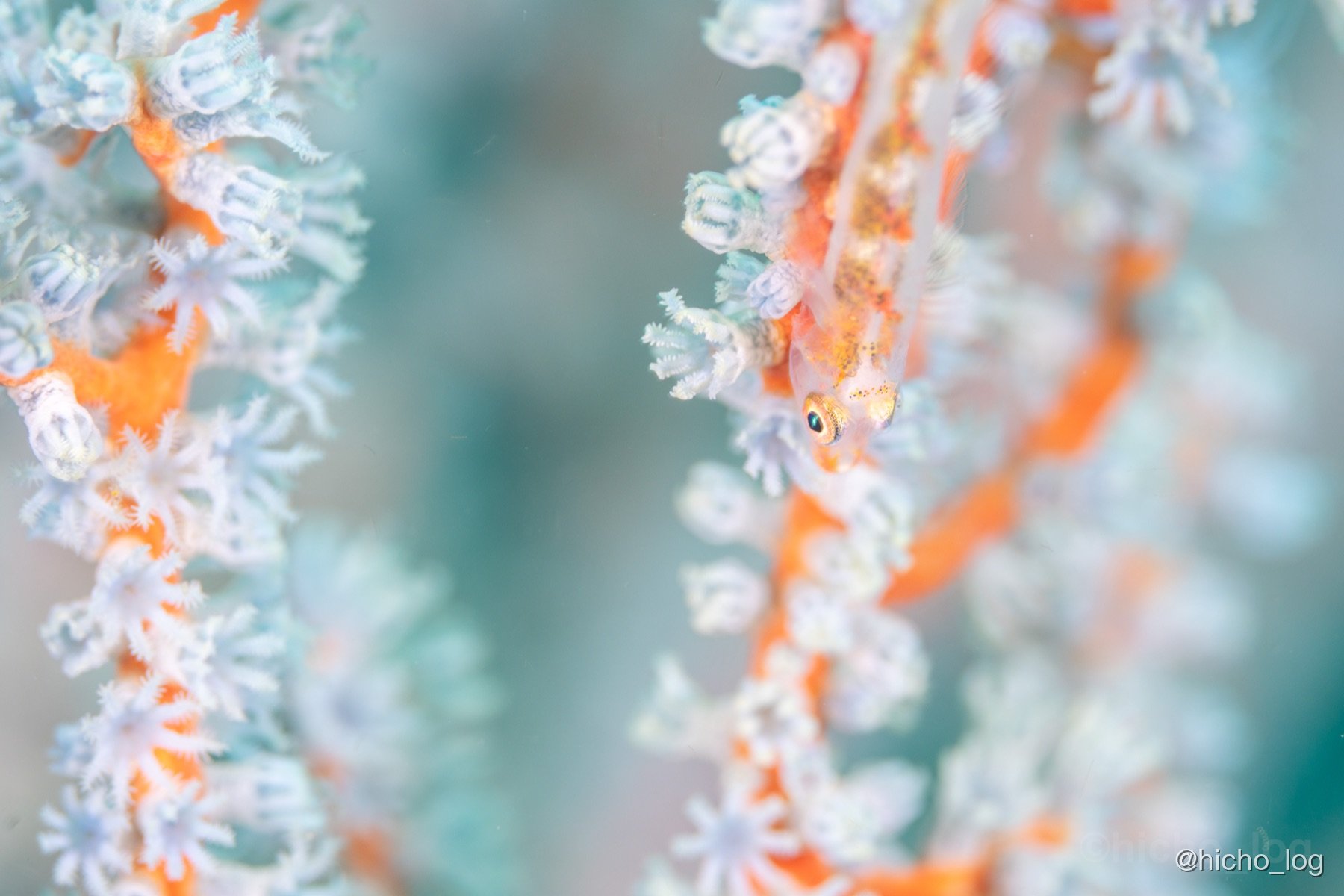 オレンジと白のサンゴに擬態した小魚。指でも示されないと絶対に気づかない