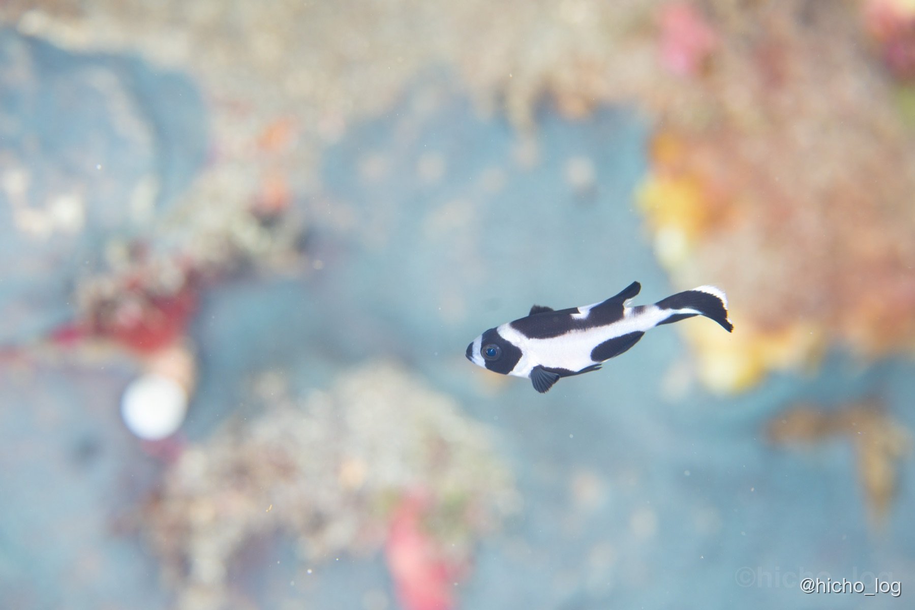 白黒の小魚（マクロ）。地味だけど、被写体としては最高の相手