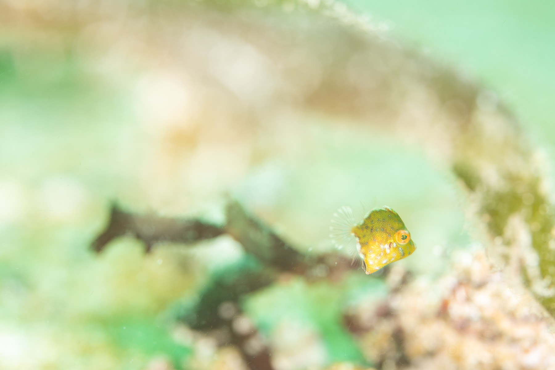 海藻のそばに浮かぶ、小指の爪ほどの極小の幼魚