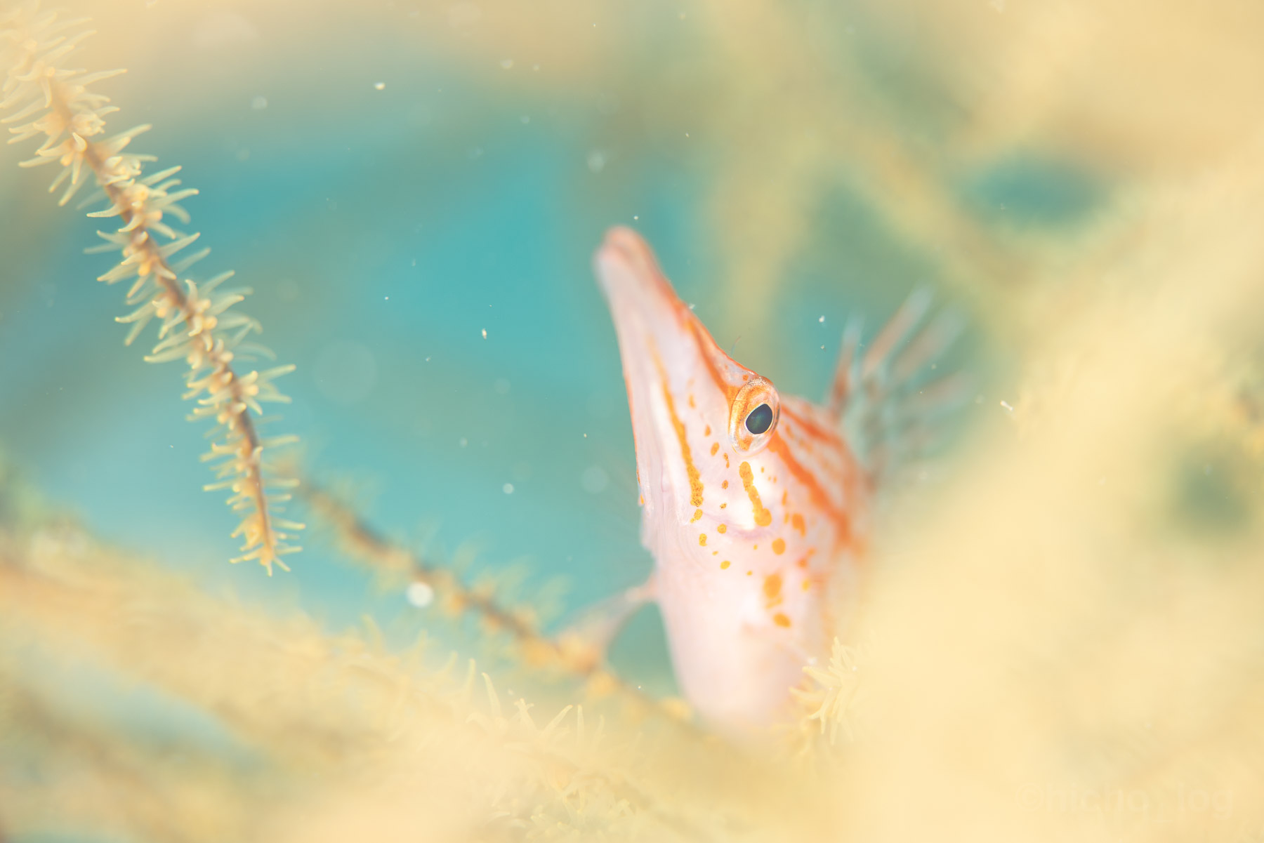 ウミカラマツの枝の間から、尖った口先でこちらを覗く小魚