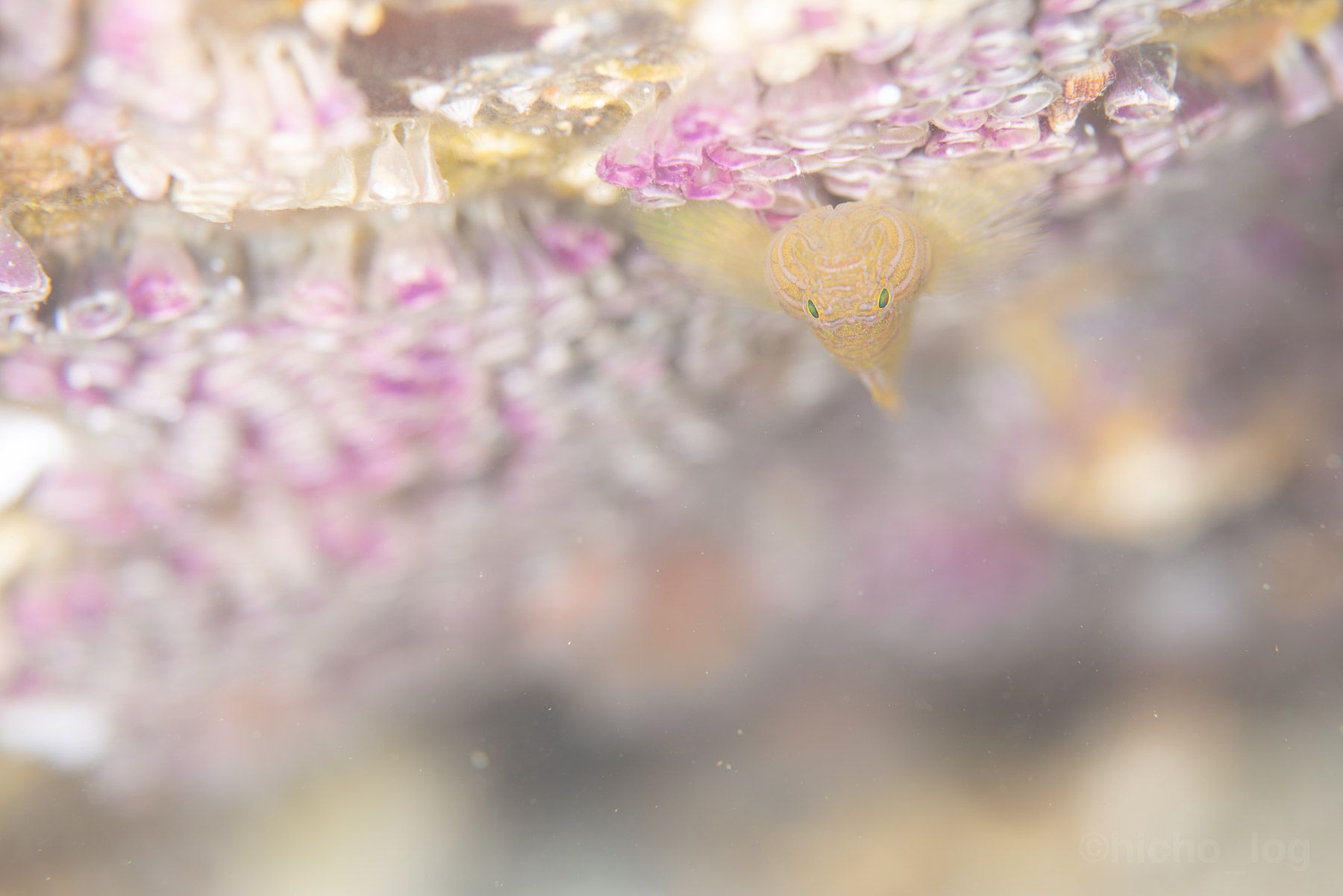 淡いピンクの岩肌から、ちょこんと顔を出す小さな魚