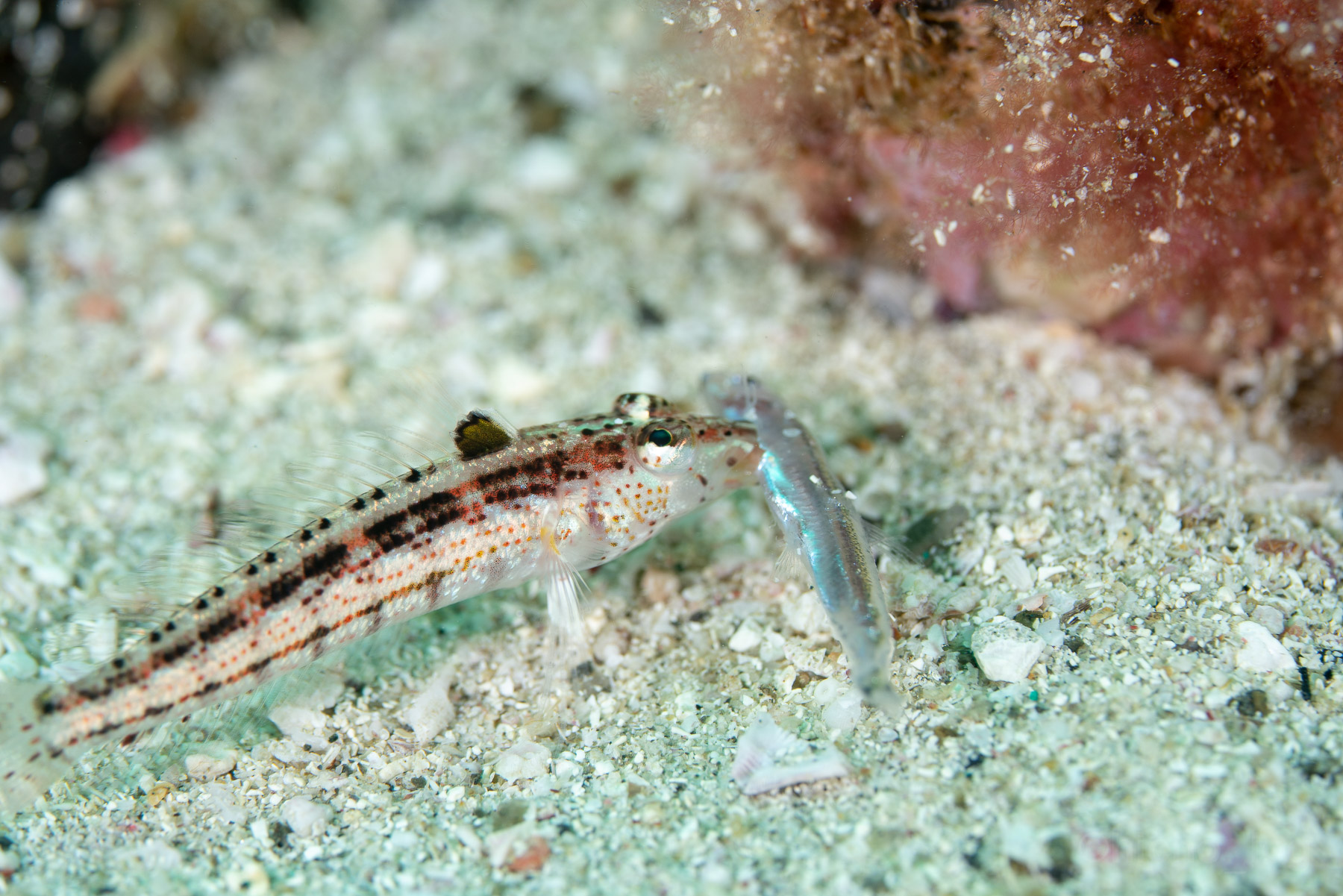 ウミカラマツの枝に、枝そっくりの模様でなりきるエビ