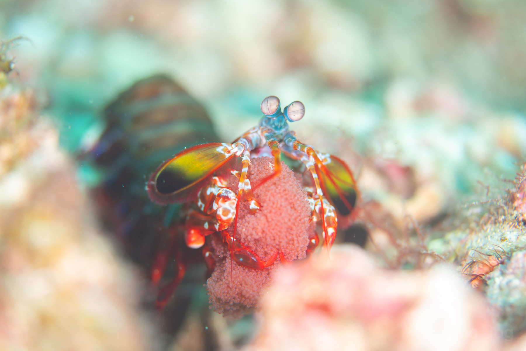 砂地に並ぶ縞模様の魚と、寄り添う小さな銀色の魚