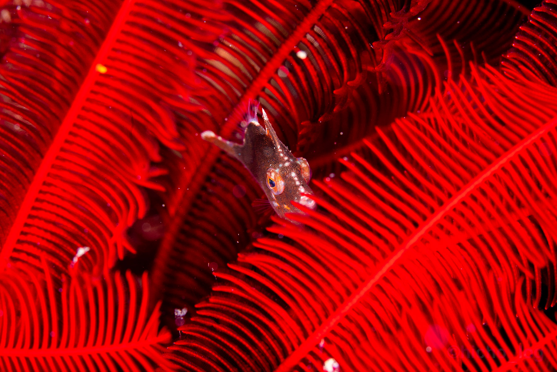 真っ赤なウミシダの羽の中に、ちょこんと隠れる小さな魚